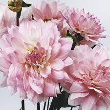 At swofford's florist we are committed to quality and service. The Best 10 Florists Near Dfw Flowers In Fort Worth Tx Yelp