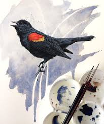 Vanessa Foley On Instagram Red Winged Blackbird In Progress As Part Of My Ongoing American Songbirds Series He W Red Wing Blackbird Black Bird Blackbird Art