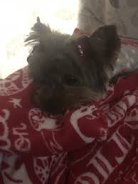 Pin By Lizzie13 On Abbey Rose Animals Dogs