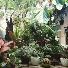 29 Mentions J Aime 3 Commentaires Dicky Abdurachman Shadoedz Sur Instagram Add More And More Plants Pl Plants Tropical Landscaping Room With Plants