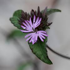 Image result for Elephantopus