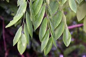 Image result for Dalbergia nitidula