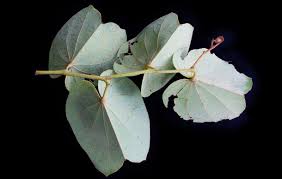 Image result for Piliostigma thonningii