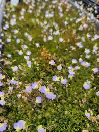 Image result for Utricularia welwitschii