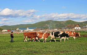 Cererile unice de plata pentru anul 2016, se depun la apia, incepand cu 1 martie. Ce Subventii A Inceput Apia Sa Vireze Crescatorilor De Animale Stiriagricole Ro