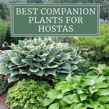 12 Best Companion Plants For Hostas Longfield Gardens In 2020 Garden Companion Planting Hosta Gardens Shade Garden Plants