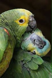 Bird Crying Like A Baby Video Pin De Sharon Perkins Em Passaros Aves Belas Animais Papagaio