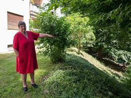 Wann sie die hecke schneiden sollten, erfahren sie hier. Polizeieinsatz Wegen Heckenschnitts