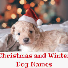Looking for a fun christmas twitter name idea? 200 Christmas And Winter Names For Dogs Pethelpful