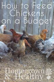 Organic Free Range Homegrown Chickens And Their Eggs Can Be Expensive But Here S 5 Tips To Help Keep Costs Down Keeping Chickens Chickens Backyard Chickens