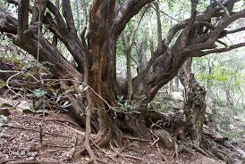 Image result for Chaetachme aristata