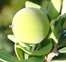 Image result for Diospyros dichrophylla