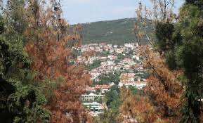 Μια ομιχλώδη αυγή του φεβρουαρίου του 1968, στο δάσος. Dasos Seix Soy Axreiasth H Kindynologia Apo Toys Mh Eidikoys Dasarxeio Com