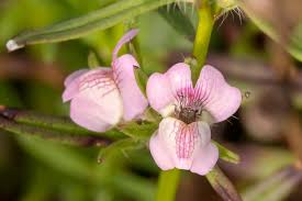 Image result for Misopates