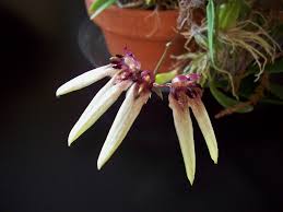 Image result for Bulbophyllum longiflorum