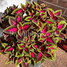 Image result for Coleus maculosus