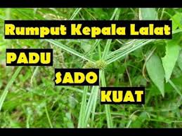 Tramadol iaitu ubat yang kegunaan utamanya adalah untuk menahan sakit juga boleh digunakan kepada ejakulasi pramatang Petua Keras Dan Padu Untuk Lelaki Pesan Orang Dulu Dulu Youtube