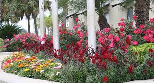 And it's one of money's round rock is home to dell technologies, which is the area's largest employer. Native Plants And Flowers That Thrive In Austin Round Rock Wikilawn