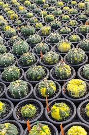 18047 n tatum blvd phoenix az 85032. Astrophytum Asterias Variegata Sand Dollar Cactus Buy Seeds At Rarepalmseeds Com