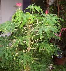 Image result for Jatropha schlechteri