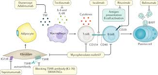 Apr 21, 2021 · graves' eye disease, also called graves' ophthalmopathy or thyroid eye disease, is a problem that usually develops in people with an overactive thyroid caused by graves' disease (see brochure on graves' disease). Graves Disease Nature Reviews Disease Primers