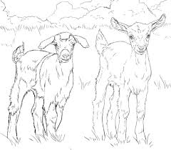 Pembiakan mereka terbukti sangat bermanfaat baik itu daging maupun susunya. Mewarnai Gambar Binatang Kambing Belajarmewarnai Info