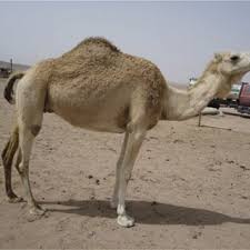 What do you call a three humped camel? and the answer is very simple, which is a pregnant camel. Pdf Animals That Produce Dairy Foods Camel