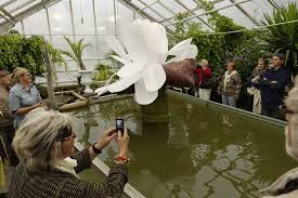 Paddo Flower The Giant Water Lily Of Southeast Asia Giant Water Lily Plants Water Lily