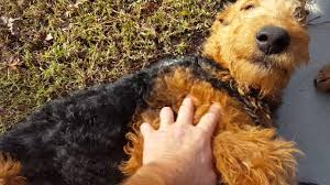 Our goal is raising caring, loving and good quality dogs for companionship. Airedale Terrier Puppies For Sale Video S S Family Airedales Older Puppies Pack Walk Youtube