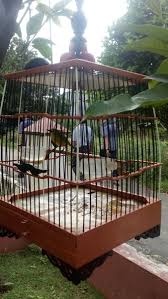 Burung koloni sering juga disebut sebagai burung sosial. Jual Jual Sangkar Burung Pleci Ciblek Prenjak Kenari Di Lapak Tetue Rahman Bukalapak
