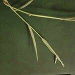 Image result for Urochloa leersioides
