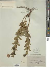 Image result for Barleria grandipetala