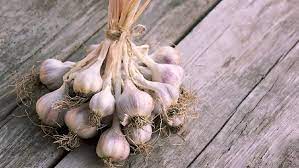 Bawang putih boleh ditanam melalui dua cara iaitu dengan biji benih ataupun bebawang. Tips Menanam Bawang Putih Di Rumah Sederhana Dan Mudah Dilakukan