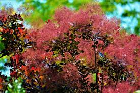 How are the terms smoke bush and smoke tree related? How To Grow Smoke Bush Garden Design