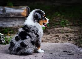 18 Interesting Facts About Australian Shepherds - Pethelpful