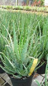 Check spelling or type a new query. Aloe Humilis Hedgehog
