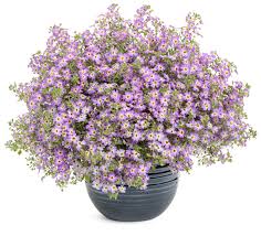 Image result for Jamesbrittenia burkeana