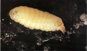 Image result for Globimetula anguliflora