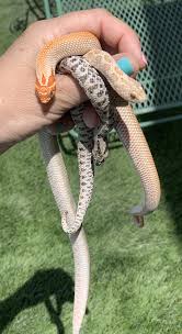 Pin On My Snakes