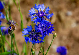 We regret we have to stop supplying the uk after more than 30 years, hope to be back in the near future. Flower Gardening For Beginners 12 Easy Flowers To Grow From Seed Growing Family