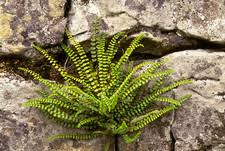 Image result for Asplenium mannii
