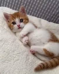image shared by naina find images and videos about cute beautiful and style on we heart it the app to g cute kittens komik hayvanlar sevimli kedi yavrulari