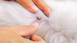 Then a quick twist and pull safely removes the tick. How To Remove A Tick From Your Dog 7 Easy Steps Purina