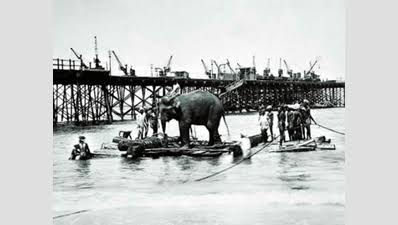 When elephants were on payroll of Indian Railways | Chennai News - Times of India