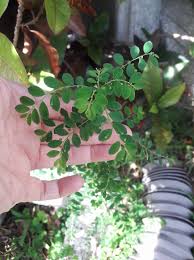 Image result for Phyllanthus martinii