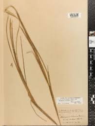 Image result for Elionurus tripsacoides
