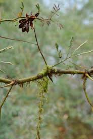 Image result for Neptunia oleracea