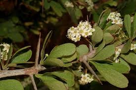 Image result for Gymnosporia