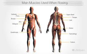 benefits of a rowing machine