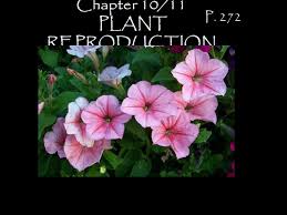 We did not find results for: Chapter 10 11 Plant Reproduction P 272 Growing Seasons 1 Annual Lives One Growing Season Ex Petunia Ex Marigold Ppt Download